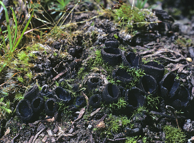 Pseudoplectania nigrella